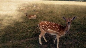 Reh Koblenz Remstecken KindinKoblenz