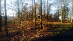 Wald Koblenz Remstecken KindinKoblenz
