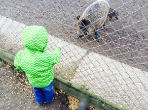 Wildschwein Koblenz Remstecken KindinKoblenz