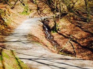 Waldweg Wild- und Freizeitpark Gackenbach Westerwald