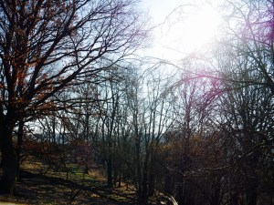 Wald Westerwald Wild- und Freizeitpark Westerwald