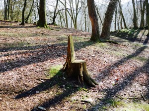 Wildpark Gackenbach Wald Stuhl