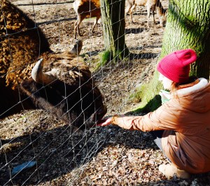 Büffel Wisente Wild- und Freizeitpark Gackenbach