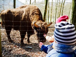Wildpark Gackenbach Wisente Büffel