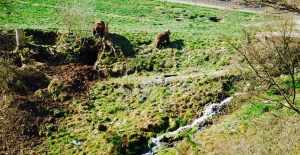 Braunbären Wildpark Westerwald