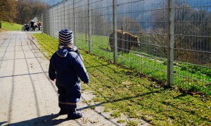 Bär Wild- und Freizeitpark Gackenbach Braunbär