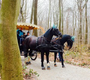Niederwald Rüdesheim