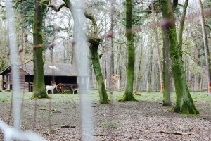 Niederwald Wildpark Jagdschloss