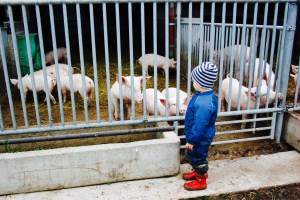 Bauernhof Frücht Kobenz Biohof