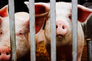 Bauernhof Frücht Kobenz Biohof