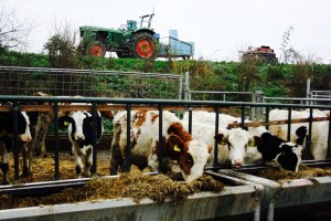 Bauernhof Frücht Kobenz Biohof
