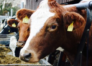 Bauernhof Frücht Kobenz Biohof