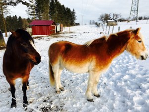 Skihütte Höhn Rodelbahn Westerwald Schlitten Schlittenfahren Ski Snowboard