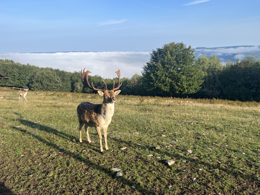 Landal Sonnenberg Wildpark Wildgehege Aussicht Moseltal